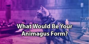 Animagus Quiz: What Would Your Form Be?