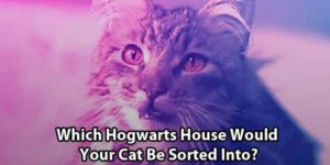 Harry Potter Cat Quiz: Which House Would Your Kitty Be In?